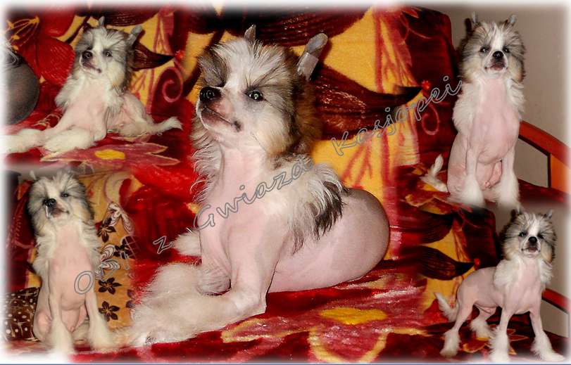 ODI z Gwiazd Kasjopei