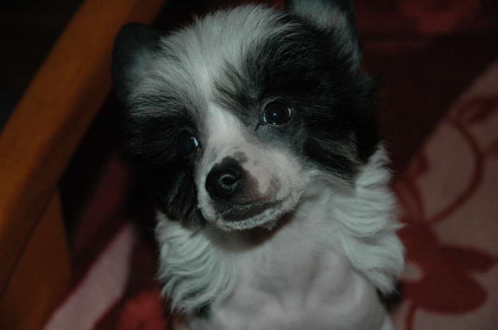 OHANA z Gwiazd Kasjopei