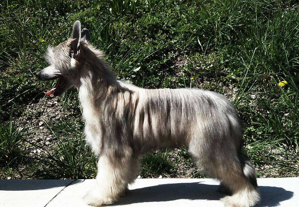 Joyera's Crested Duchamp