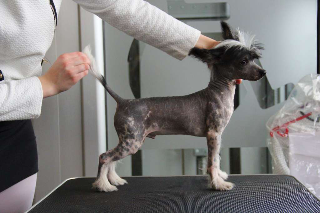 WENDIGO Sprawdz w Slowniku