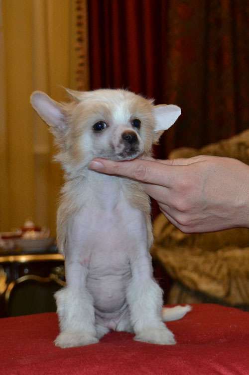 Danika Star Darling Lady