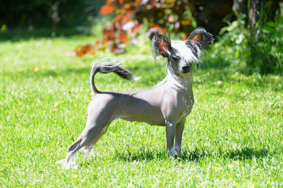 Mercedes Grace Forever