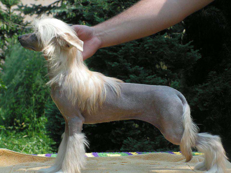 First Love Astarte Gold