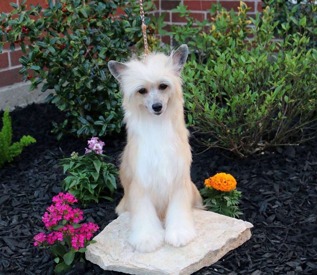 Gracieux Bluffin' With My Muffin