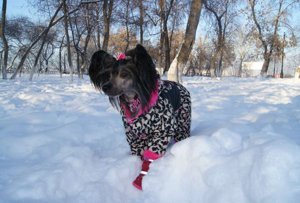 Sky Miracle Rachel Easy Fawn