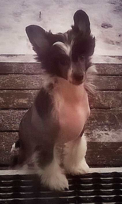 Tippytoes Ran Tan Plan