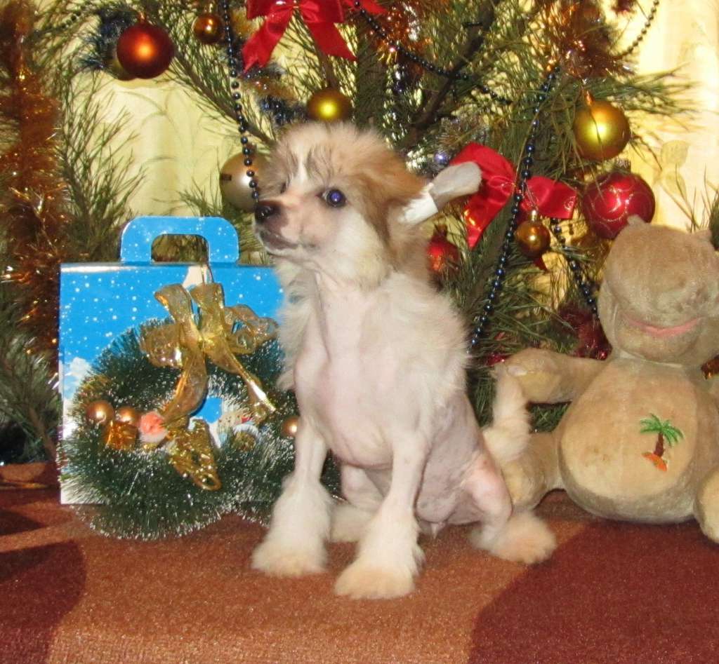 Rainbow Smile Dom Risorto