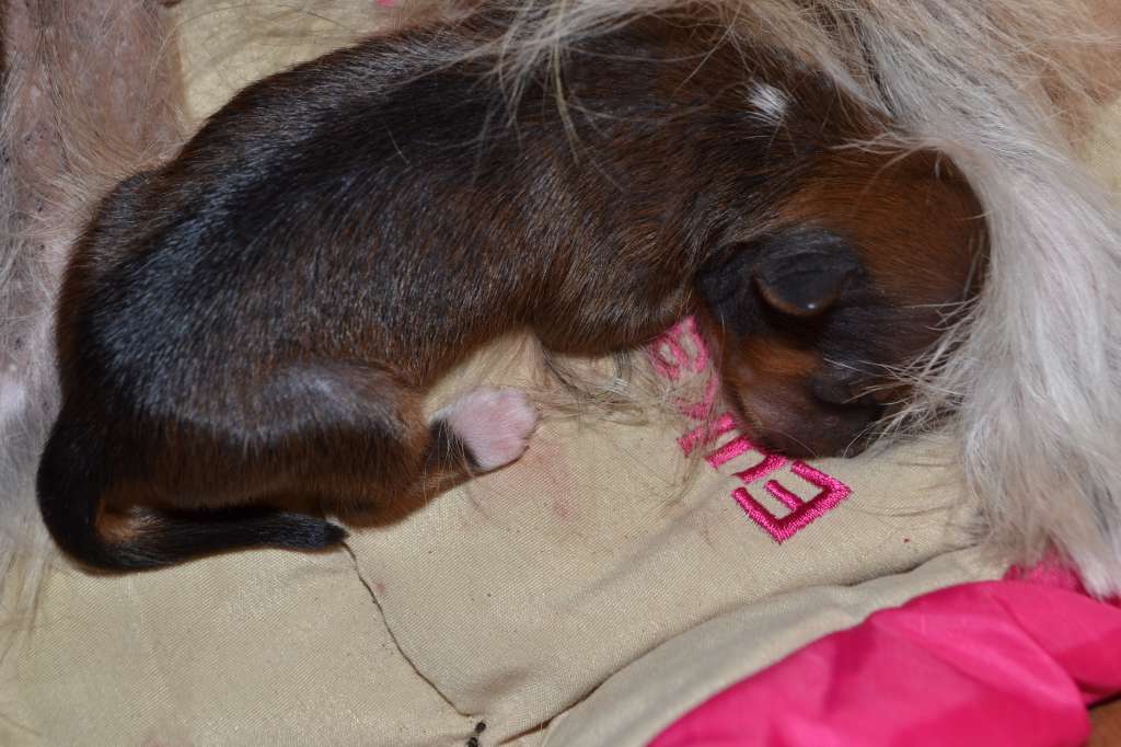 Hohlaty Glamour Janson