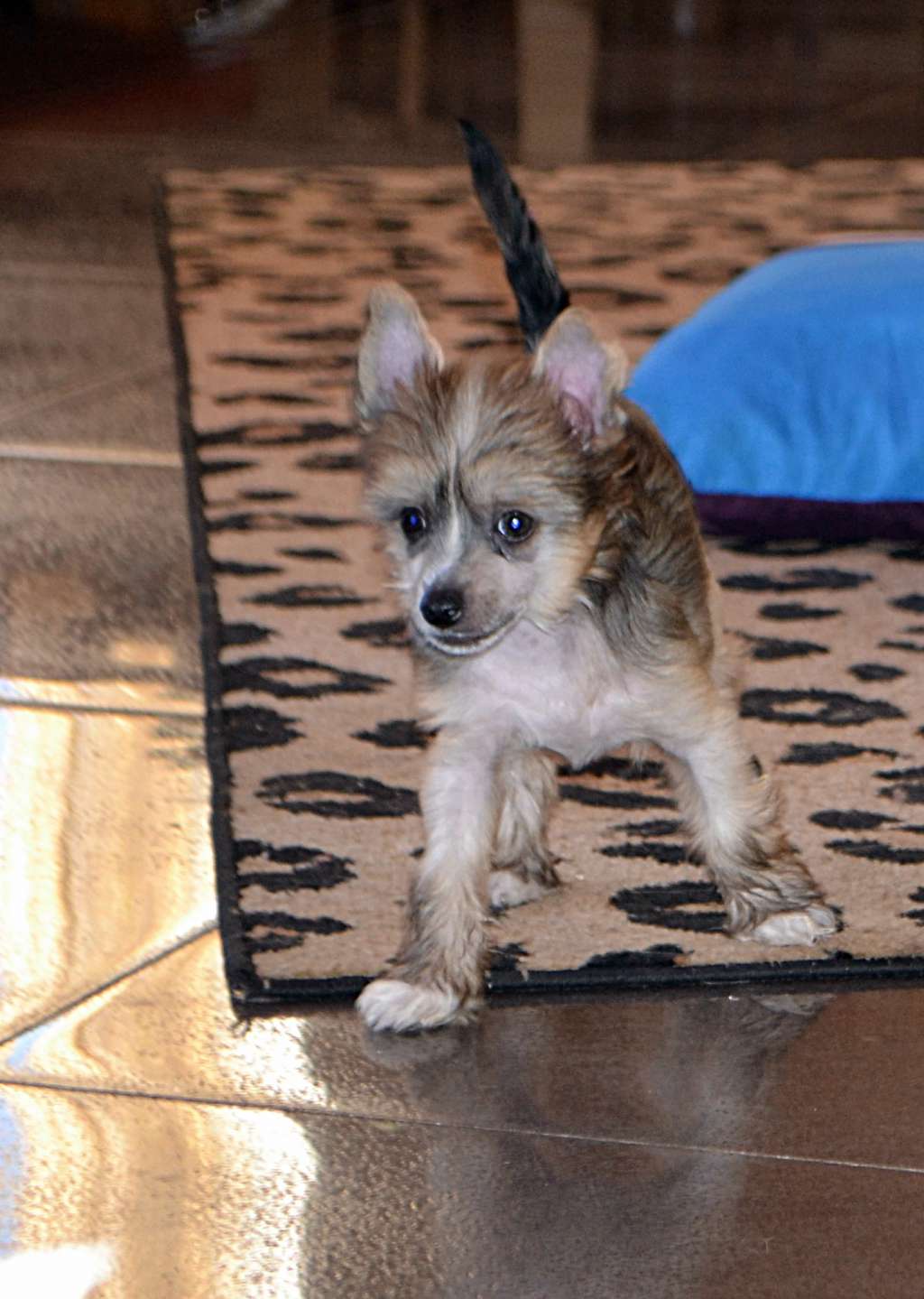 Hohlaty Glamour Jasenia