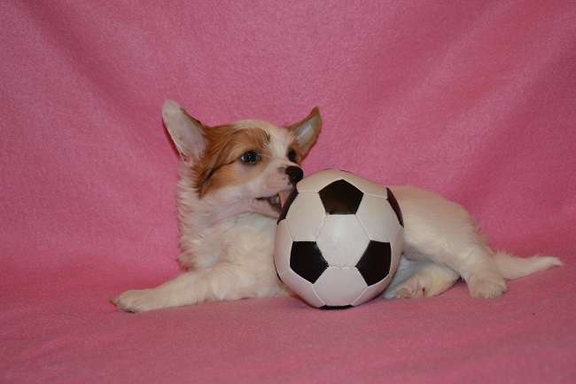 Zefir With An Apricot