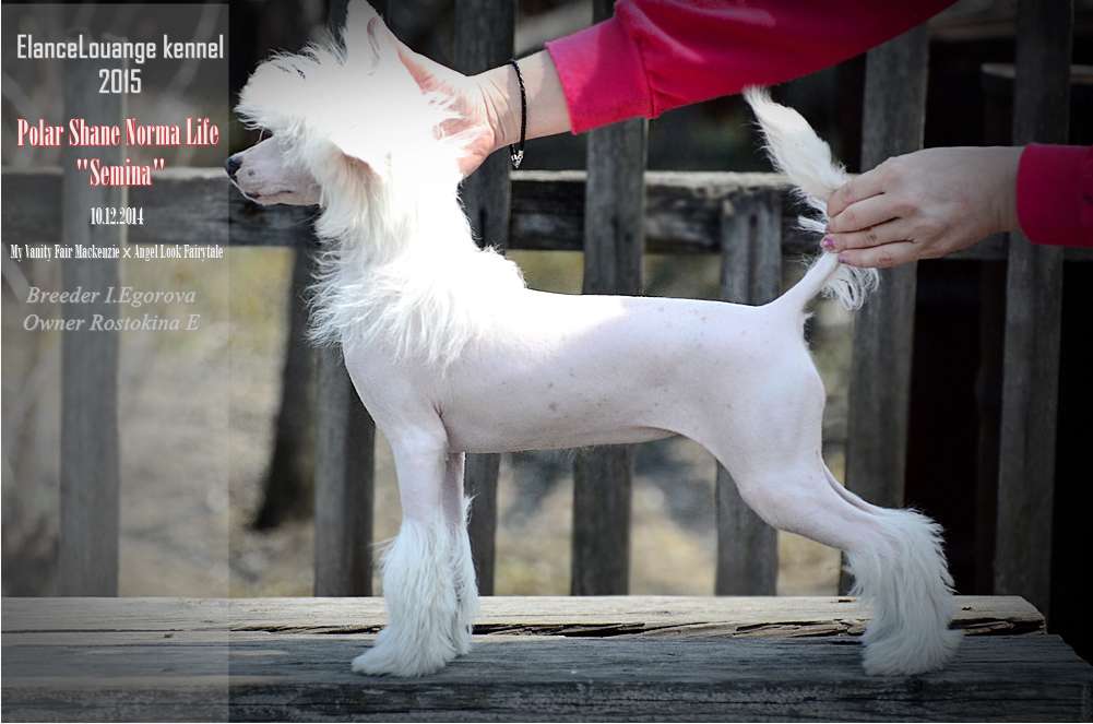 Polar Shane Norma Life