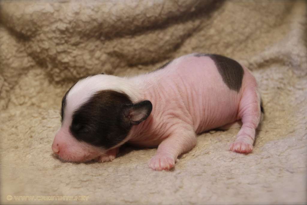 Crestiny's Here For You