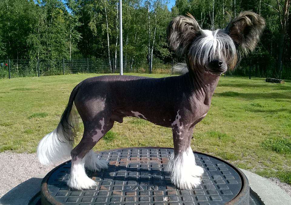 Crestiny's Helter Skelter