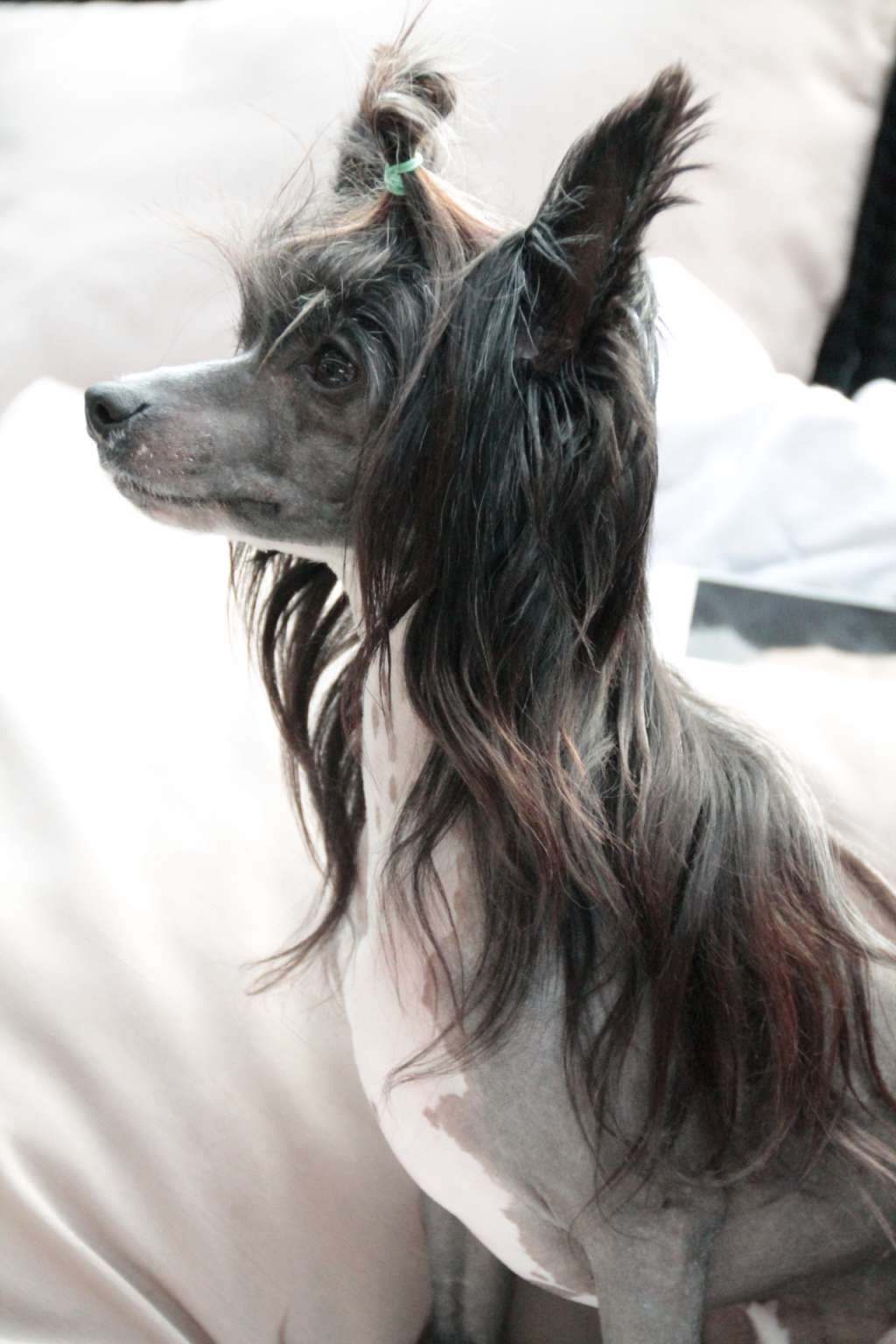 Fantastik Kashmir Gregori Black (aka Gotcha)