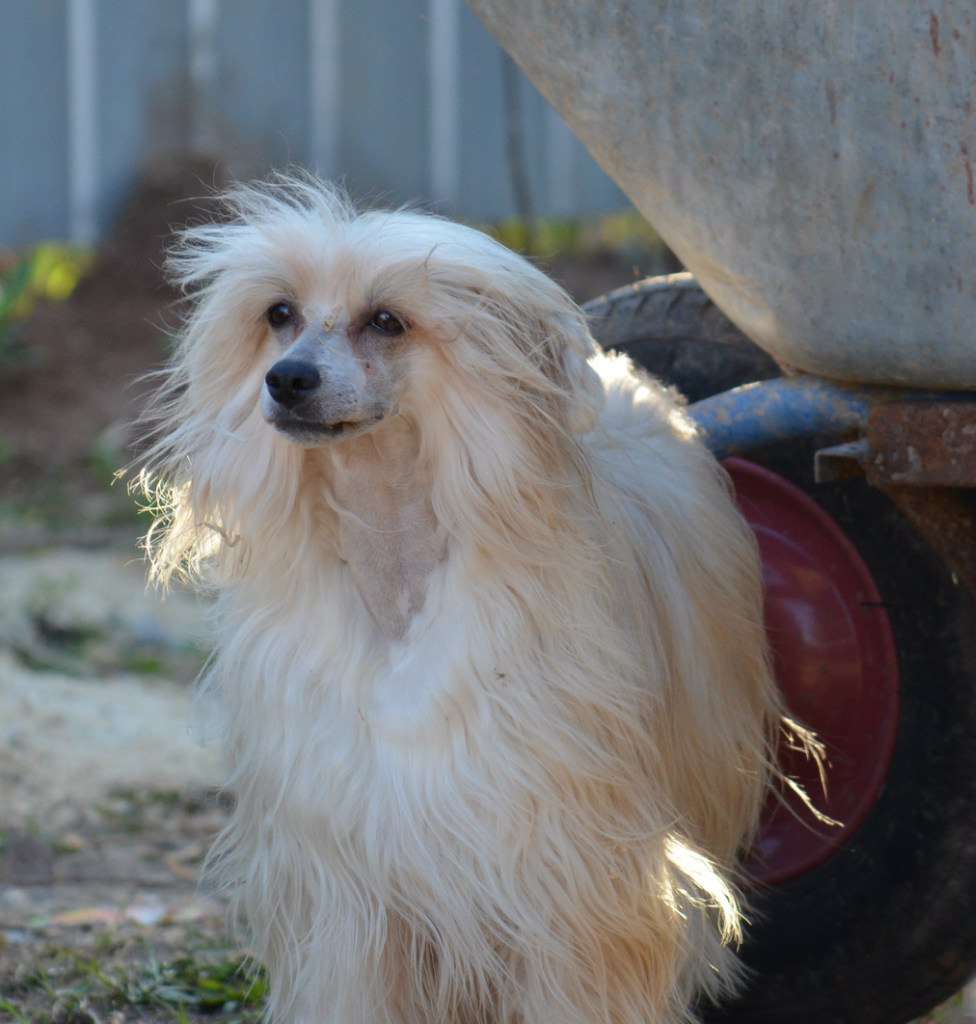 Ognenny Lotos Zhar-Ptitca Dlya Viki