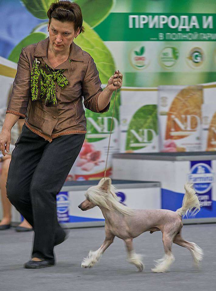 Ognenny Lotos Zhguchiy Perchik