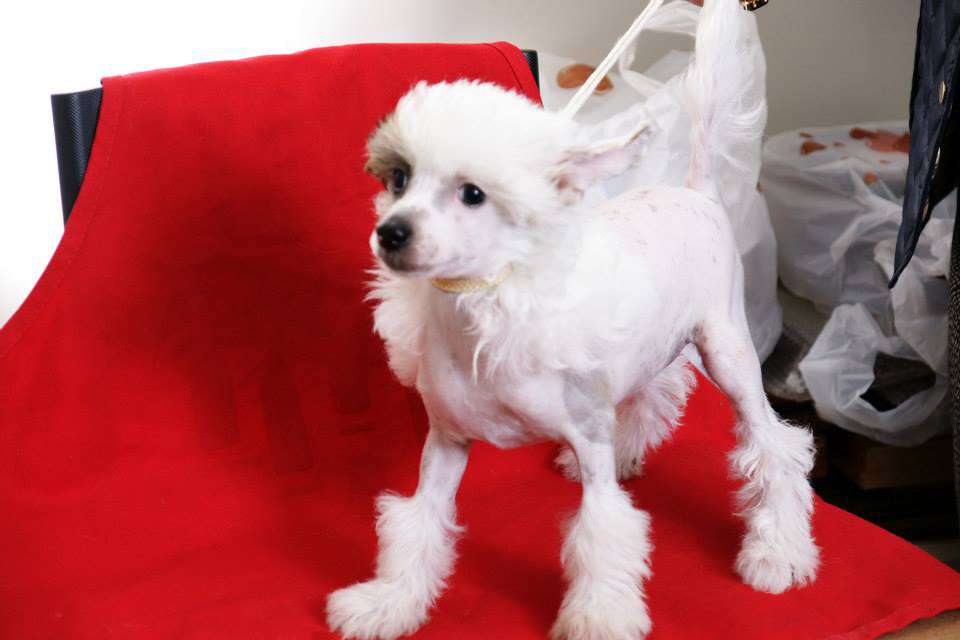 Fantastik Kashmir G..