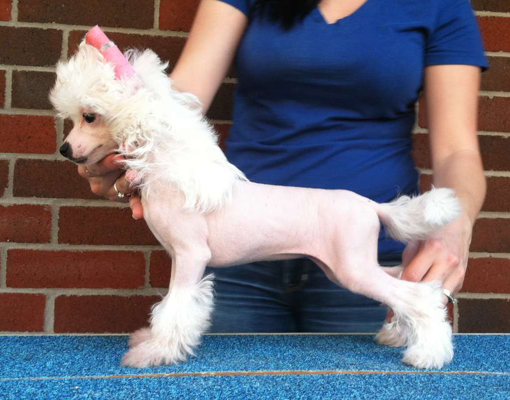 Gracieux Pretty In Pink