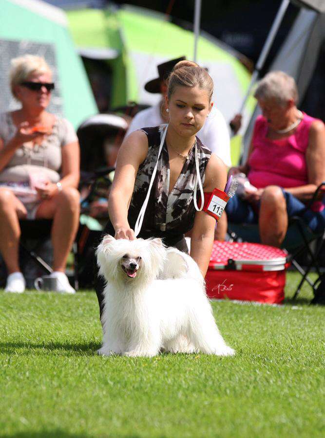 Zensai The Ballerina Dream