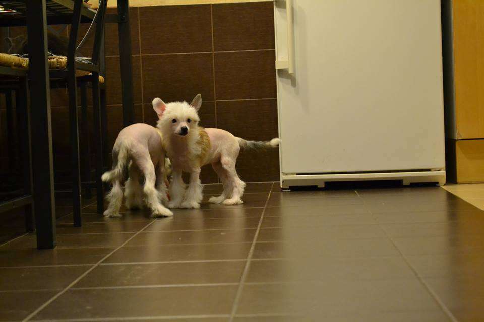 Landkris Penelopa Tracy