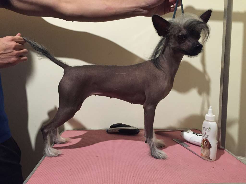 Gasify A Beautiful Monster