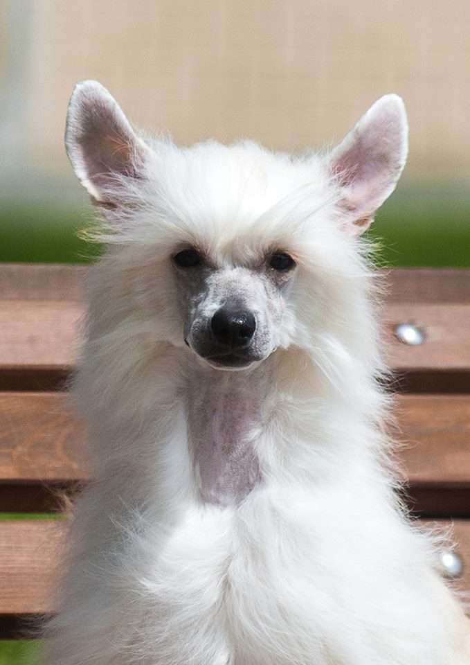 Imperator Iz Vanill''nyh Snow