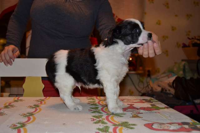 Windy Willow's Guangfeng Ox