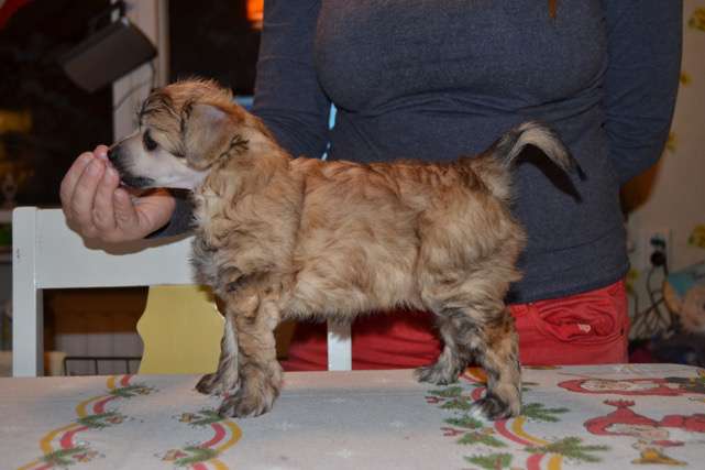 Windy Willow's Goldie the Giraffe