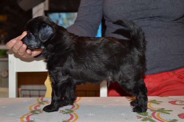 Windy Willow's Gun Powder