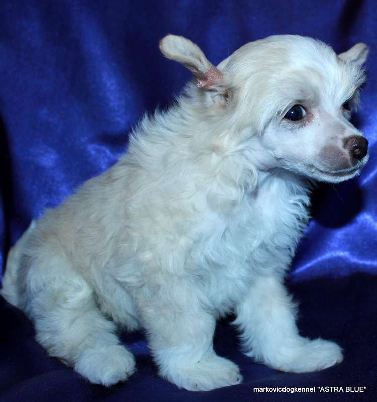 Markovicdog Astra Blue Asop