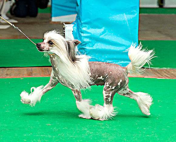 Irgen Gold Repeat Vinnie