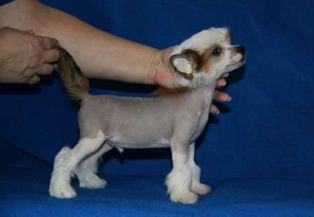 Zheneva-Debjut Las-Vegas