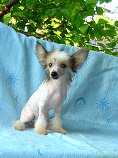 Naimuluna Line Penelopa