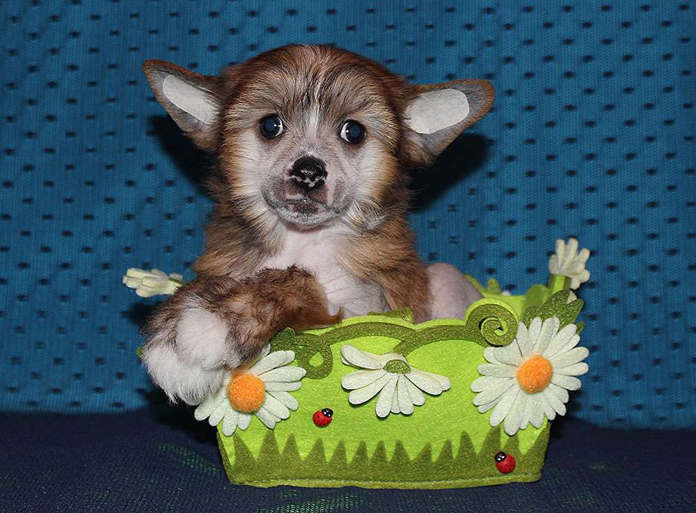 Lorita Star Zhguchiy Potseluy