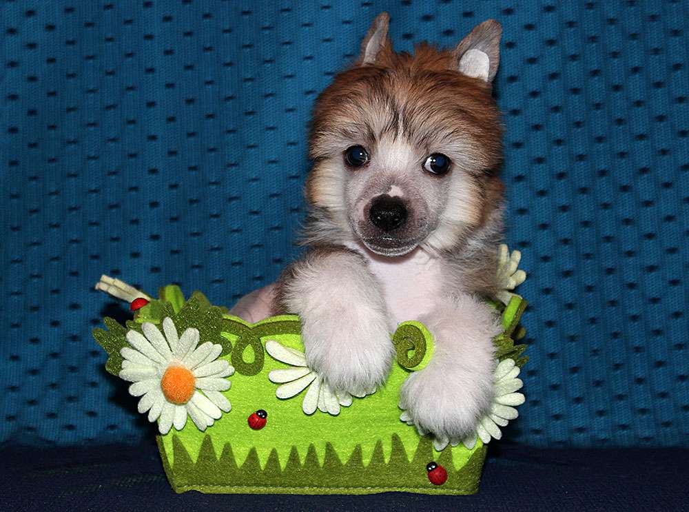 Lorita Star Zhasminovyy Aromat