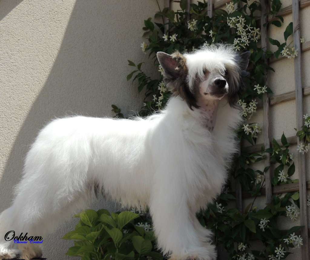 Kiss from a Rose de Ockham