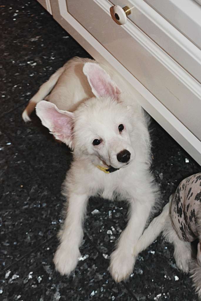 Chimena von Panaluna