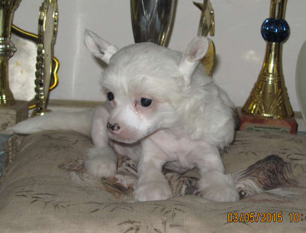 Tiramisu   Dom Risorto