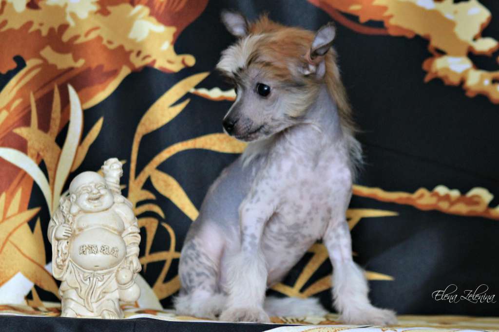 Dragotsennyi Dar  Eksklyuziv