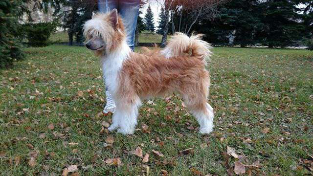 Dragotsennyi Dar Epatazh