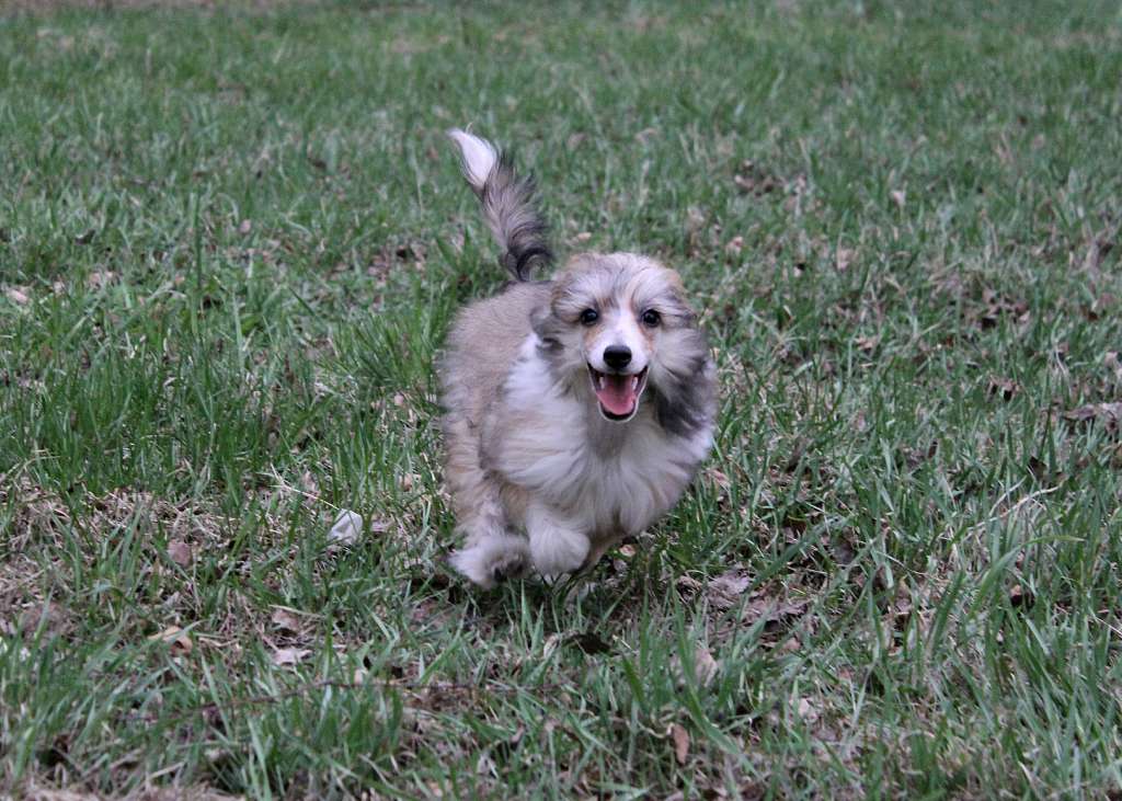 Dragotsennyi Dar Eskapada