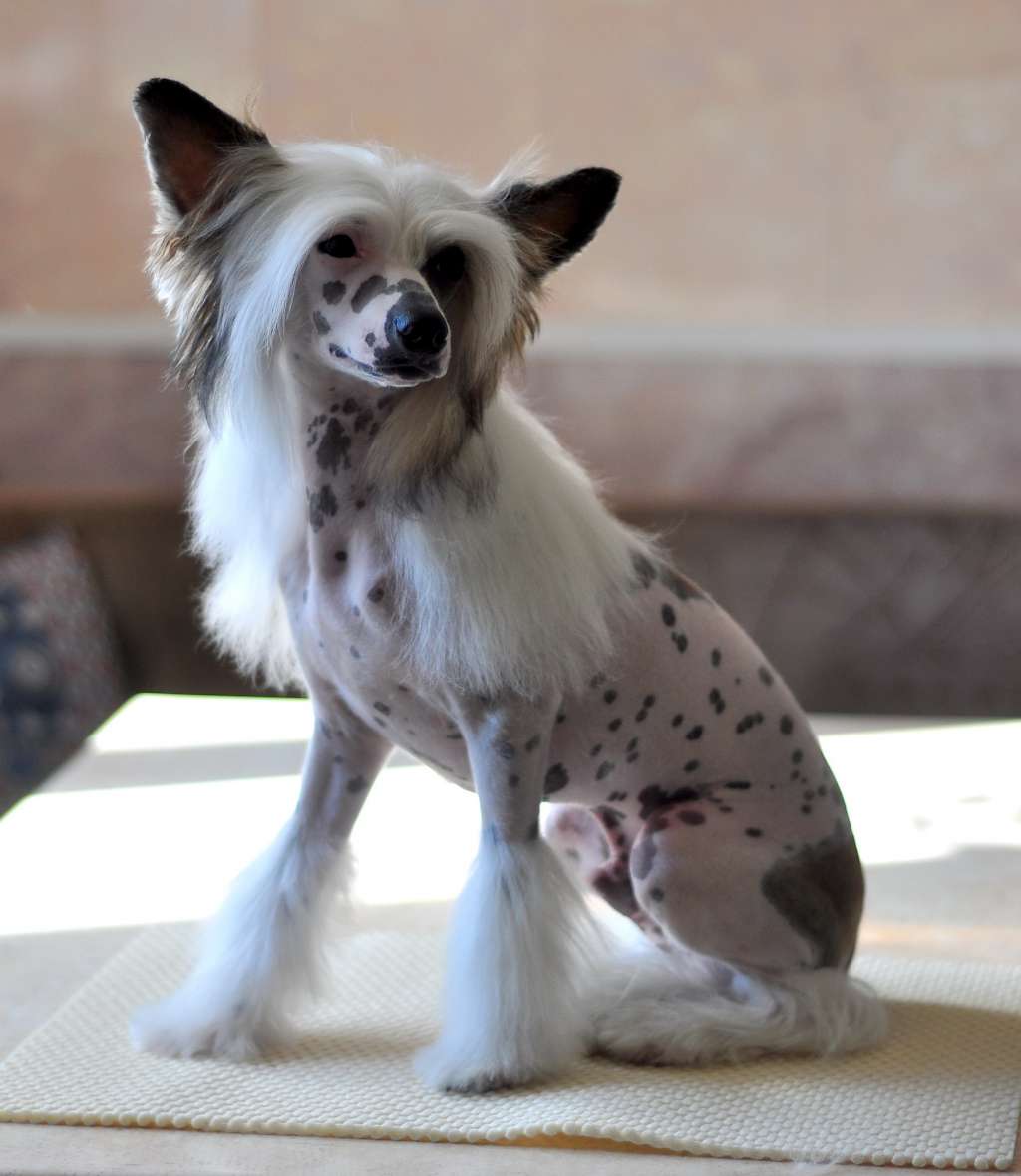 Sapfir iz Tsarskogo Sela Flavi le Mar