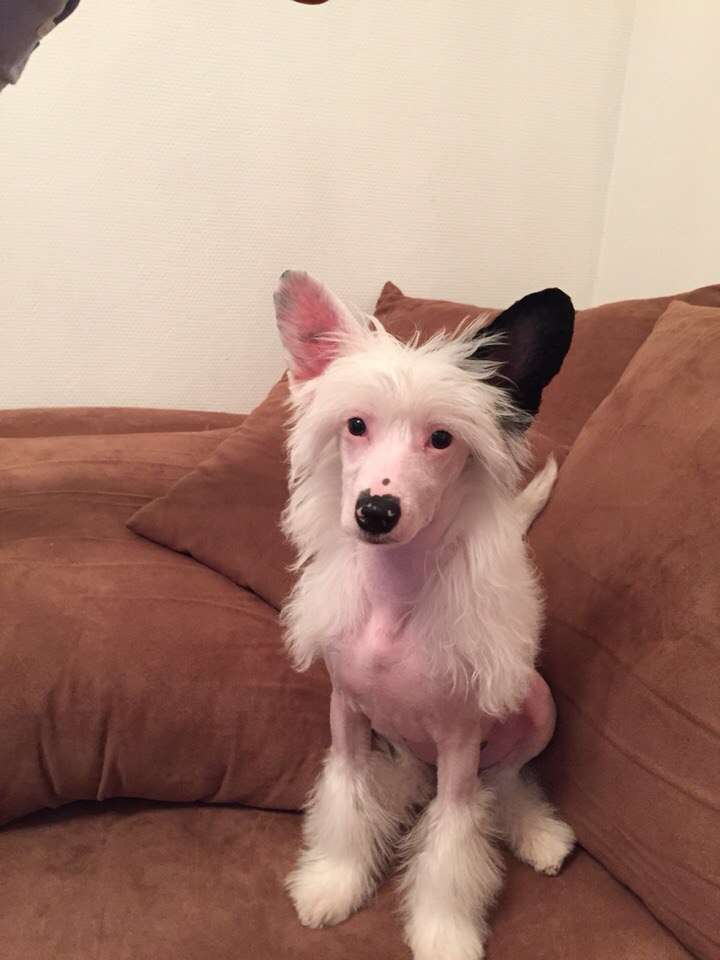 Sapfir iz Tsarskogo Sela Frenki Valeri