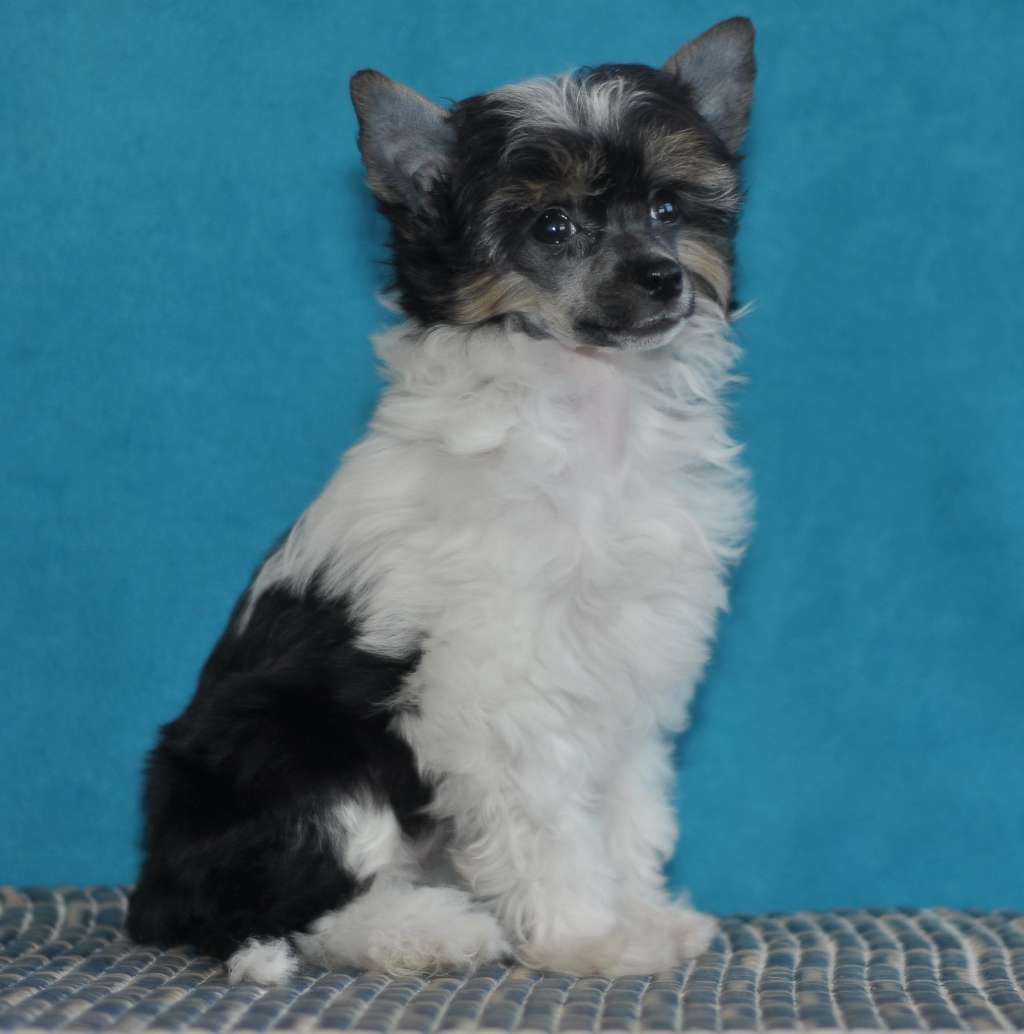 Sapfir iz Tsarskogo Sela Fler de Lis