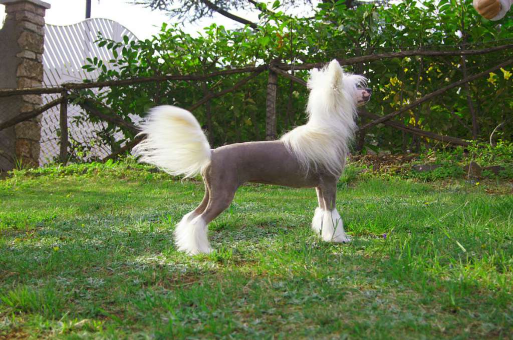 Queen Of My Dreams von Shinbashi