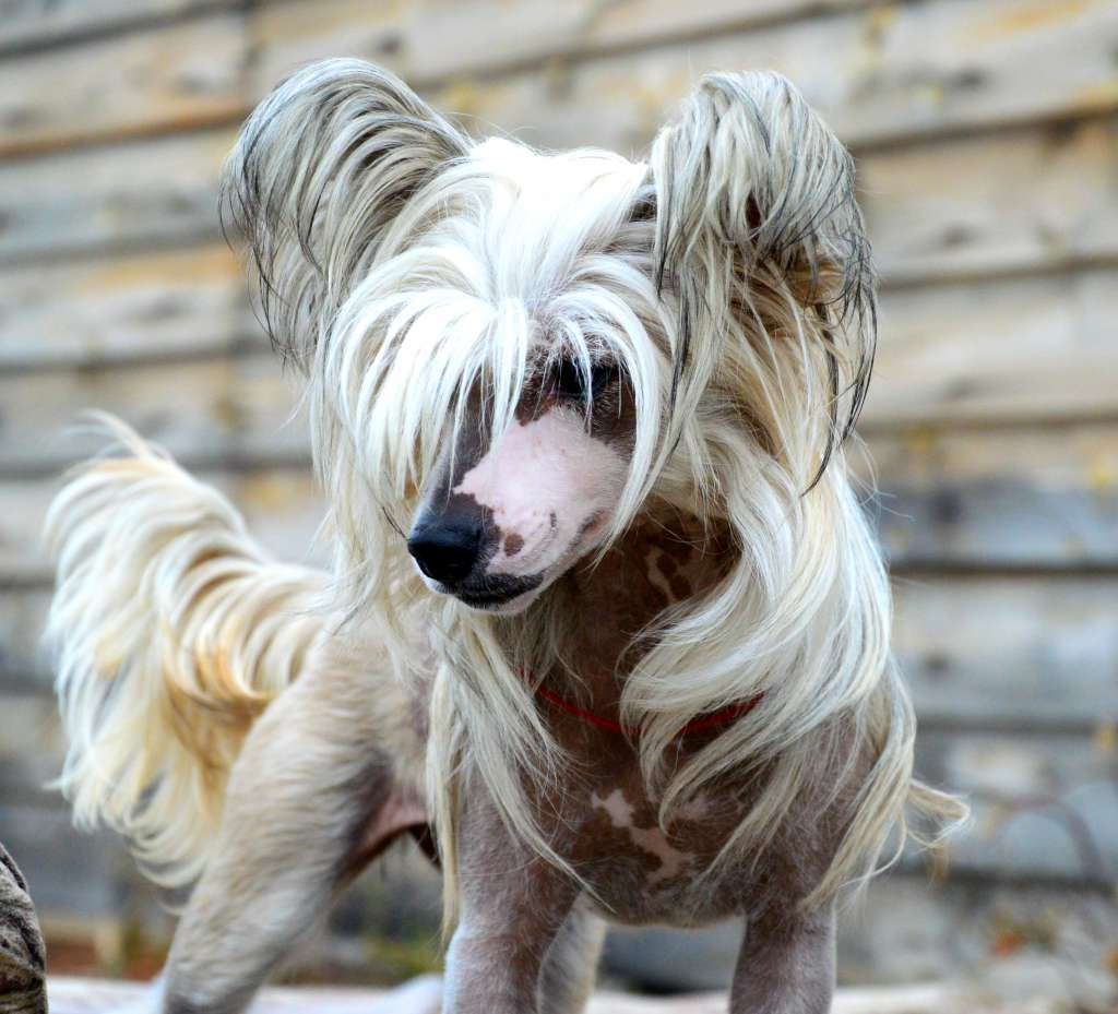 Baikal Dream Great Invasion Miya