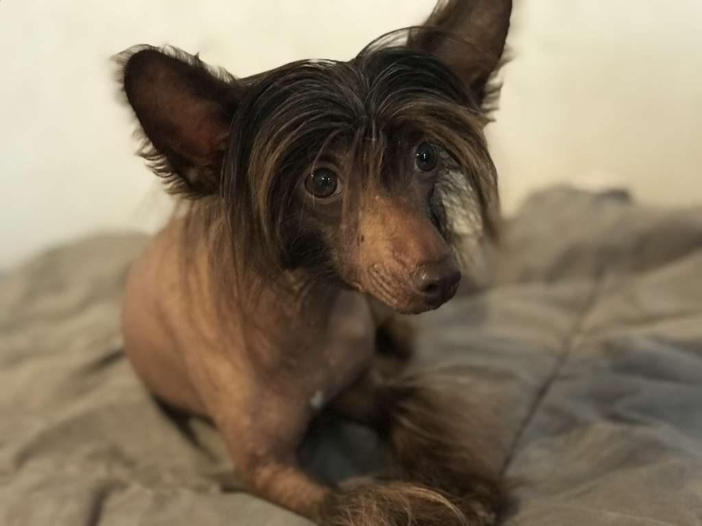 Jaïna de L'Antre de Hôkô