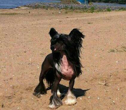 Anna Sky Kennel Va Banque