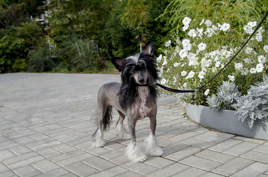 Anna Sky Kennel Vish To Be The First