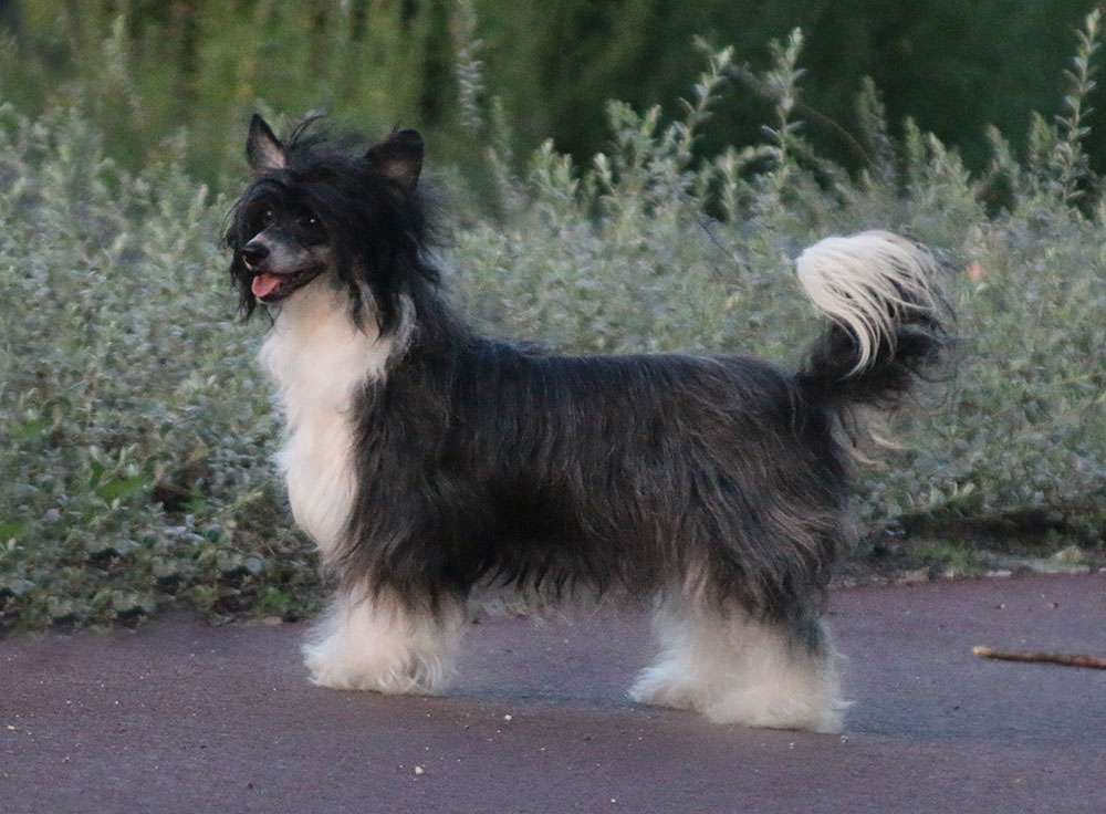 Anna Sky Kennel Viva la Vida